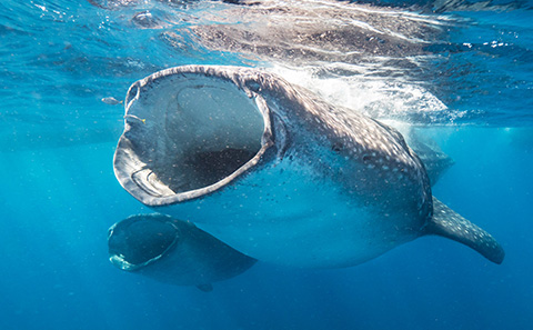 Whale sharks swimming in ocean